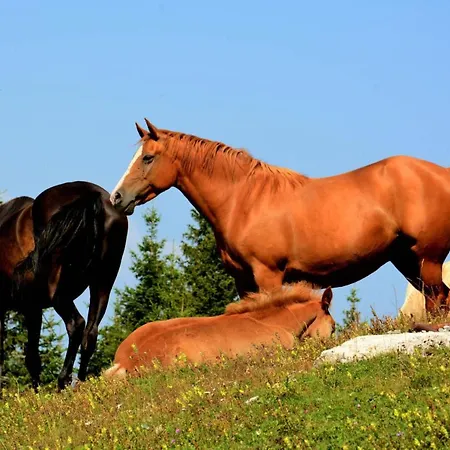 Montis Golte *