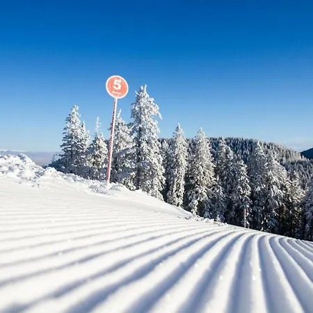 Montis Golte דירה